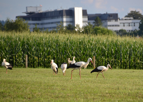 Storchentag in Ried 